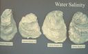 Filename=2016_Oysters_or_kittens.jpg
Filesize=435KiB
Dimensions=1906x1162
Date added=Feb 20, 2016 2016_Oysters_or_kittens.jpg