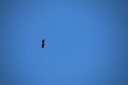 Filename=IMG_9265.jpg
Filesize=68KiB
Dimensions=2048x1365
Date added=Feb 20, 2016 IMG_9265.jpg